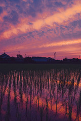 Wall Mural -  A red-burned sunset reflected in the water