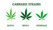 Cannabis strains. sativa, indica and ruderalis leaves. Realistic vector illustration of the plant isolated on white background.