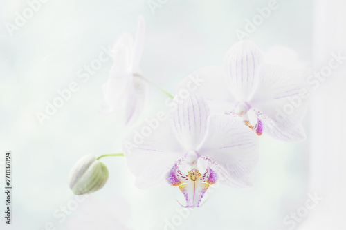Plakaty Storczyki  bialy-kwiat-orchidei-z-bliska-selektywna-ostrosc-rama-pozioma-swieze-kwiaty-naturalne-bac