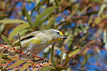 Wall Mural - ​Striated Pardalote (Pardalotus striatus) race 