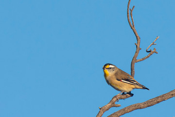 Wall Mural - ​Striated Pardalote (Pardalotus striatus) race 