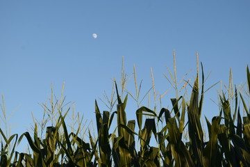 Sticker - Corn Field