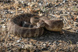 Coiled Northern Pacific Rattlesnake in Defensive Position - Sierra Nevada