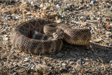 coiled northern pacific rattlesnake in defensive position - sierra nevada