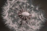 Fototapeta Dmuchawce - White dandelion