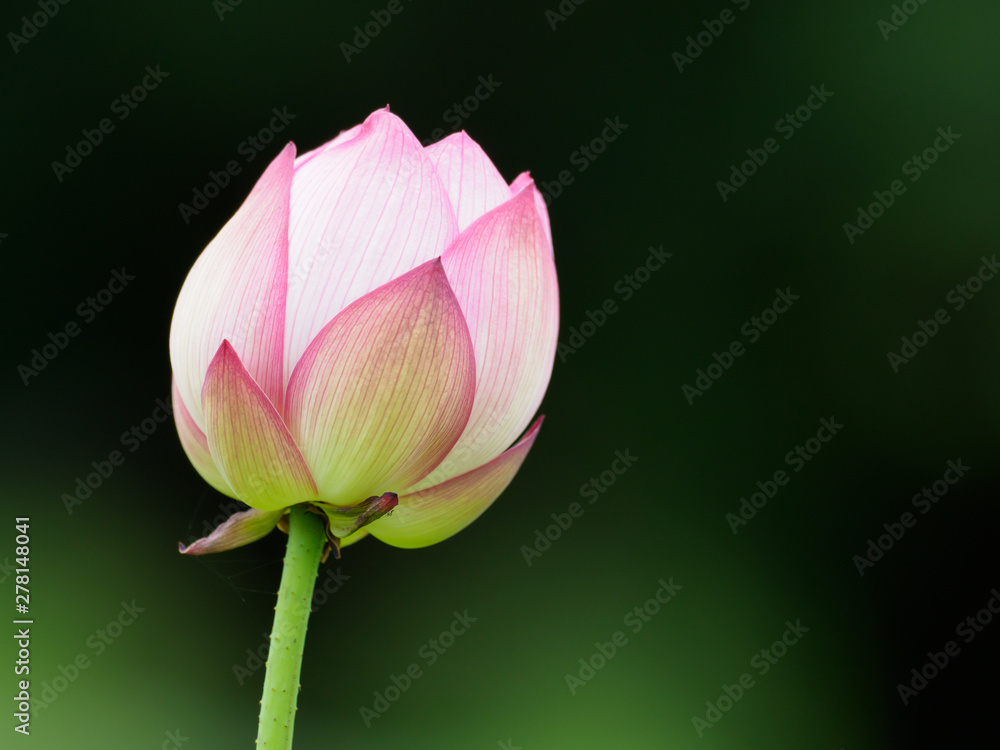 淡いピンクの蓮の蕾 の Stock フォト | Adobe Stock