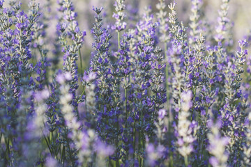 Wall Mural - field of lavender flowers