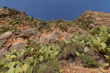 Cliff cactus