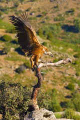 Wall Mural - The griffon vulture (Gyps fulvus) sitting on the branch with colorful background. Vulture with mountains in the background.Big vulture with spread wings.