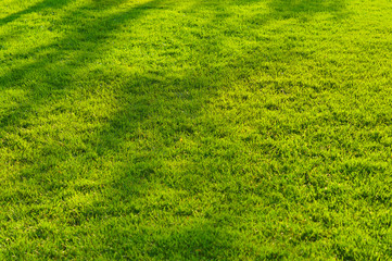  lawn, meadow, trimmed green grass, summer sun on the grass, fresh texture