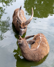 A Pair Of Antelope West African Sitatunga - Tragelaphus Spekii Gratus Standing In The Water.