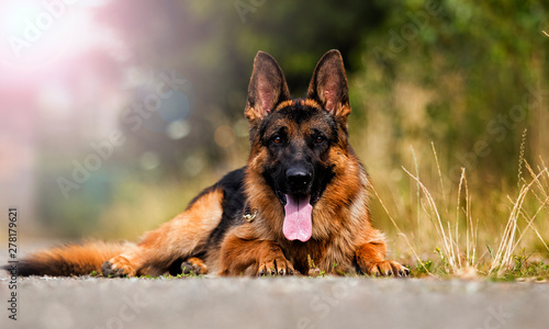 Cuadros en Lienzo german shepherd dog on the grass