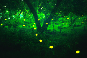 Wall Mural - Bokeh light of firefly in forest