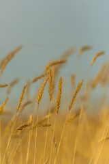 Naklejka na meble Tall Grasses Background 