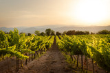 A vinyard in France photographed during a stunning sunset