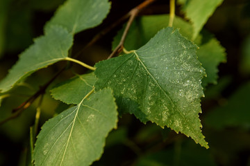 macro leaf in sunlight on background