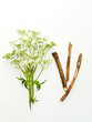 Valerian herb on white