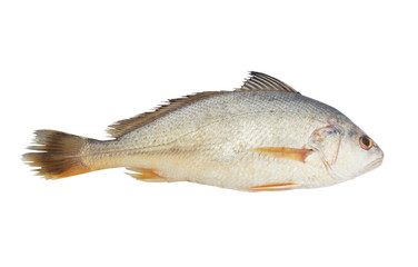 Croaker fish isolated on white background 