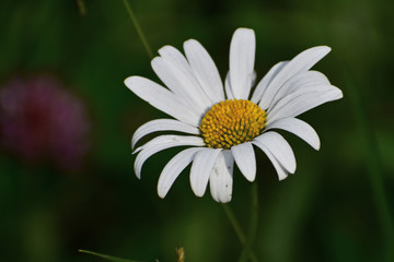 Flower - daisy