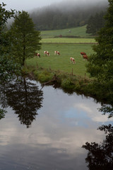 Simmerath Germany Eifel Lake Rur Cows