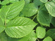 Macro photography raspberry leaves. Green natural background. Garden plants wallpaper.