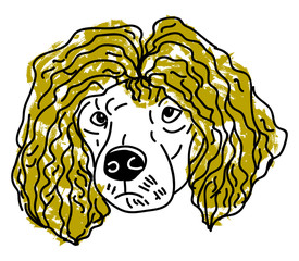 Canvas Print - Poodle with hair, illustration, vector on white background.