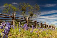 Bluebonnets And White Wildflowers And Fence Line In Field And Blue Sky Background