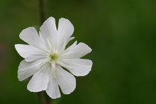 Macro Shot Of A White Campion (silene Latifolia) Flower In Bloom