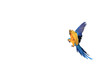 The macaw parrot, the blue-yellow wing is flying down.