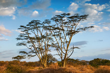 Fever Tree (Acacia Xanthophlea).