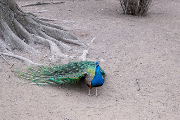 Peacock bird seating on ground near big tree looking forward, Almaty city, Kazakhstan