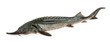 Fresh sturgeon fish isolated clipping path