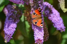 Stunning Peacock Butterfly On Buddleia Blossom.