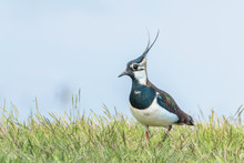 Lapwing, Northern Lapwing In The Grass (Vanellus Vanellus) Peewit