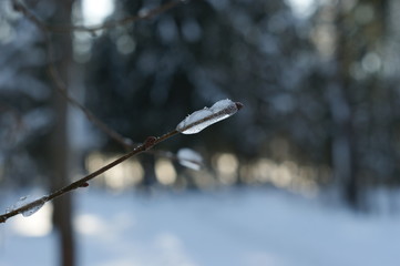 branch of a tree