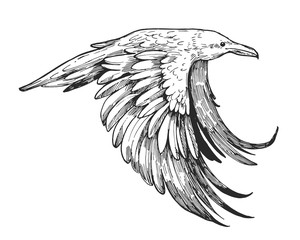 Wall Mural - Sketch of flying raven. Hand drawn illustration converted to vector