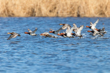 Common Pochard Ducks Flying Over Water (Aythya Ferina)