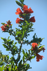 Poster - Pomegranate flower in Tuscan garden, Montespertoli, Florence