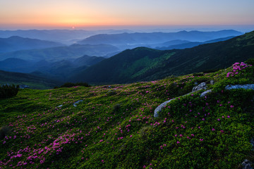 Wall Mural - Pink rose rhododendron flowers on early morning summer misty mountain top. Carpathian, Ukraine..