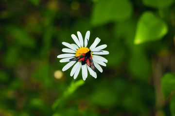 Wall Mural - White Daisy flower on green grass background