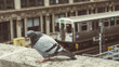 Urban Scene Pigeon On Building Top Close up With Elevated Metro Train Downtown City Center