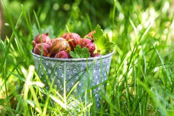 Ripe red berries gooseberries in a bucket in the garden in the grass on a summer day, gardening, harvest