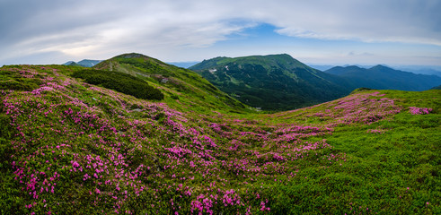 Wall Mural - Pink rose rhododendron flowers on summer mountain slope