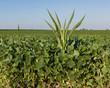 canvas print picture - Volunteer corn plant growing in soybean field
