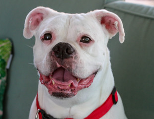 Sticker - Happy White Boxer Dog Smiling with a Red Collar 