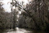 Fototapeta  - Gray Mossy Tree over Caddo Lake