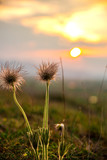 Fototapeta Dmuchawce - Wild flowers at the sunset
