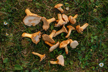 Chanterelle Yellow Forest Mushrooms Collected In The Summer Lie On A Natural Background Of Green Grass.