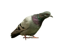 Curious Pigeon