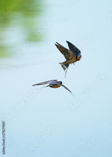 Barn Swallow Birds In Flight Over Blue Water Buy This Stock